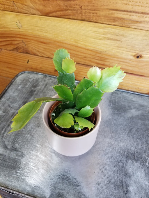 The Plant Farm® Houseplants Schlumbergera Holiday Cactus Lady Grace, 2" Plant