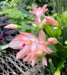 The Plant Farm® Houseplants Schlumbergera Holiday Cactus Lady Grace, 4" Plant
