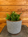 The Plant Farm® Houseplants Schlumbergera Holiday Cactus Lady Grace, 6" Plant