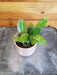 The Plant Farm® Houseplants Schlumbergera Holiday Cactus Lavender, 2" Plant