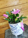 The Plant Farm® Houseplants Schlumbergera Holiday Cactus Lavender, 6" Plant
