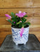 The Plant Farm® Houseplants Schlumbergera Holiday Cactus Lavender, 6" Plant