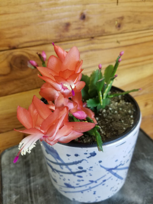 The Plant Farm® Houseplants Schlumbergera Holiday Cactus Orange, 6" Plant