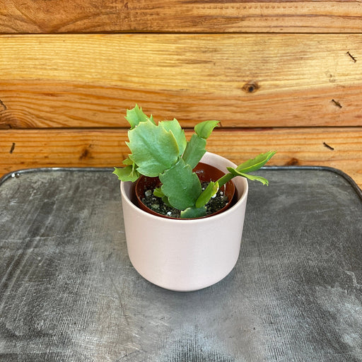 The Plant Farm® Houseplants Schlumbergera Holiday Cactus Pink, 2" Plant