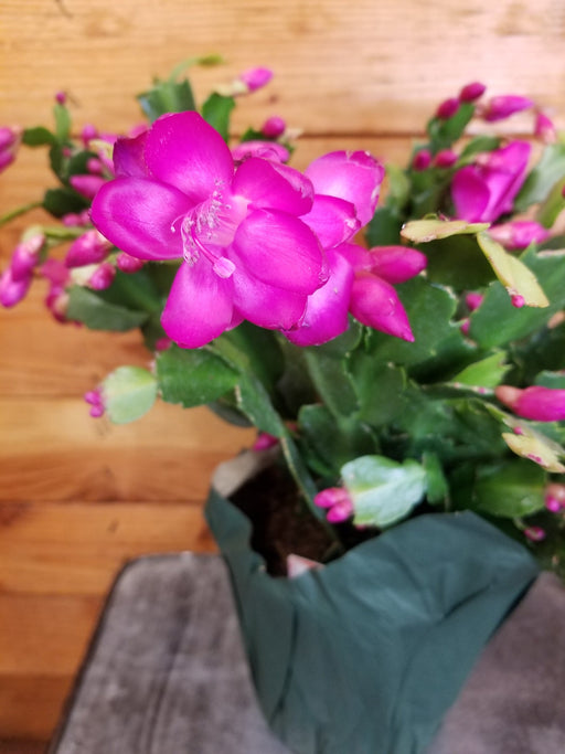 The Plant Farm® Houseplants Schlumbergera Holiday Cactus Pink, 6" Plant