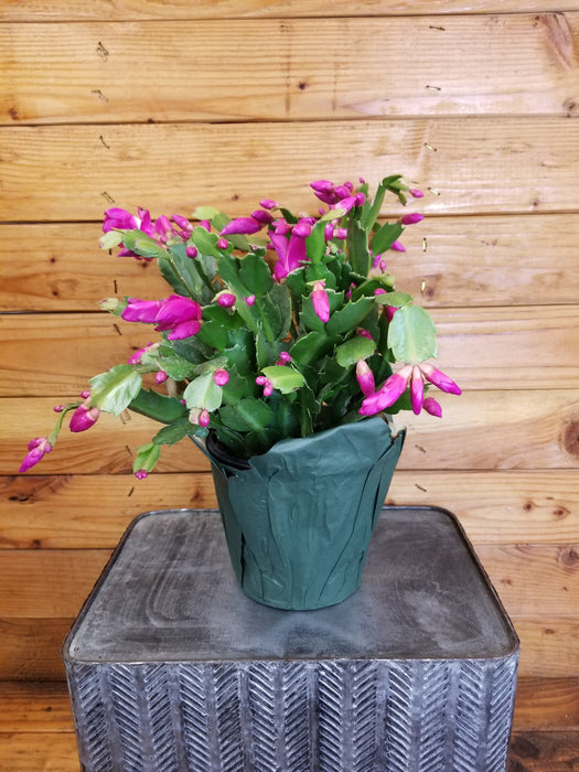 The Plant Farm® Houseplants Schlumbergera Holiday Cactus Pink, 6" Plant