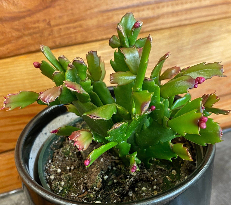 The Plant Farm® Houseplants Schlumbergera Holiday Cactus Red, 4" Plant