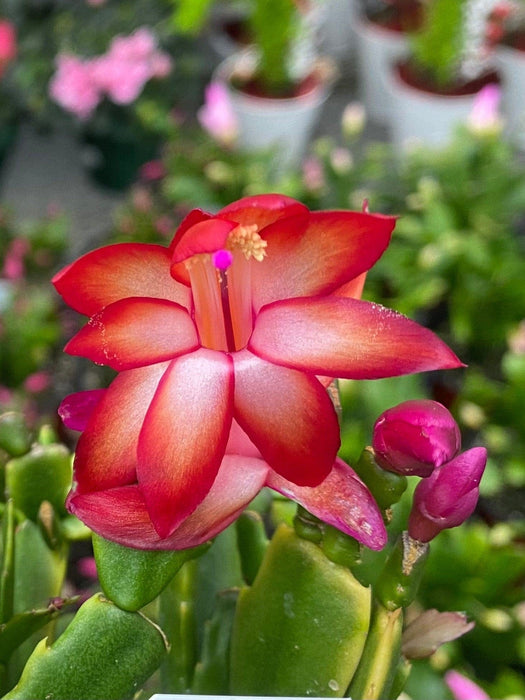 The Plant Farm® Houseplants Schlumbergera Holiday Cactus Red, 4" Plant