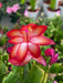 The Plant Farm® Houseplants Schlumbergera Holiday Cactus Red, 4" Plant