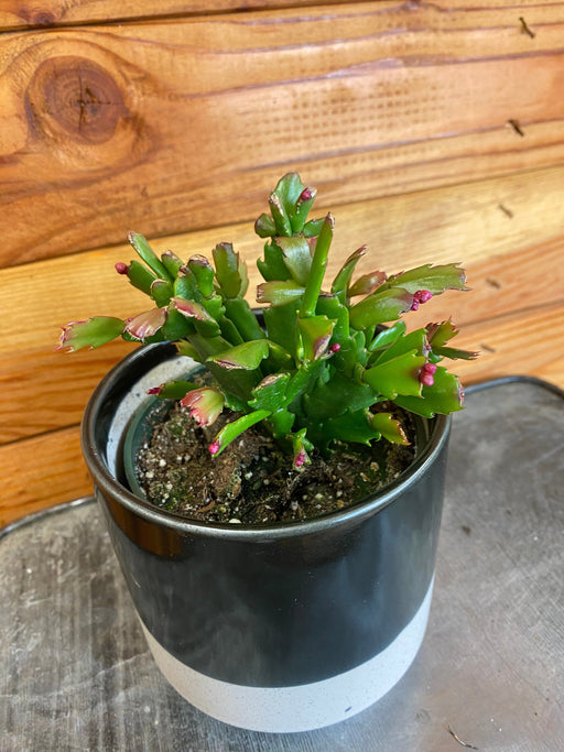 The Plant Farm® Houseplants Schlumbergera Holiday Cactus Red, 4" Plant