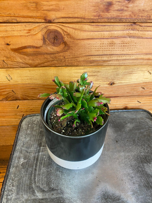 The Plant Farm® Houseplants Schlumbergera Holiday Cactus Red, 4" Plant