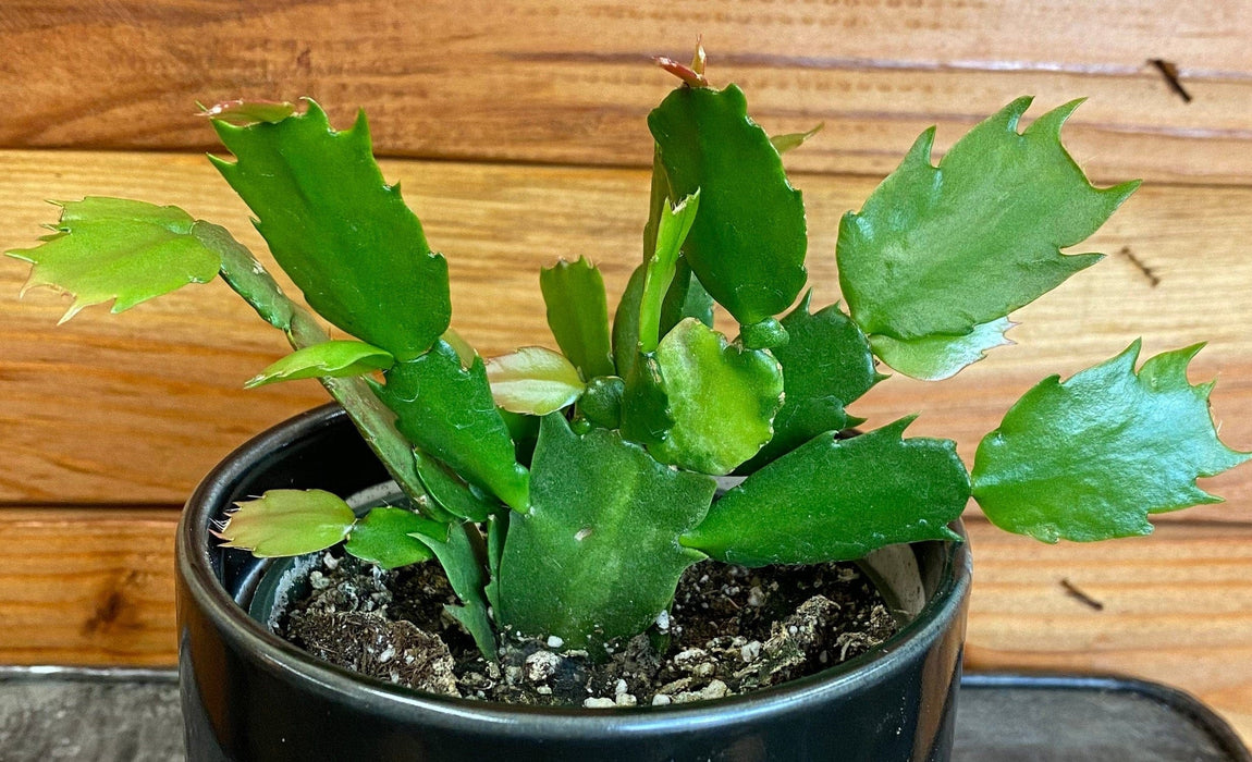 The Plant Farm® Houseplants Schlumbergera Holiday Cactus Salmon, 4" Plant