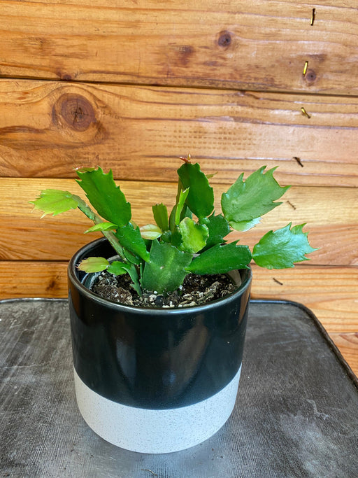 The Plant Farm® Houseplants Schlumbergera Holiday Cactus Salmon, 4" Plant