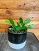 The Plant Farm® Houseplants Schlumbergera Holiday Cactus Salmon, 4" Plant