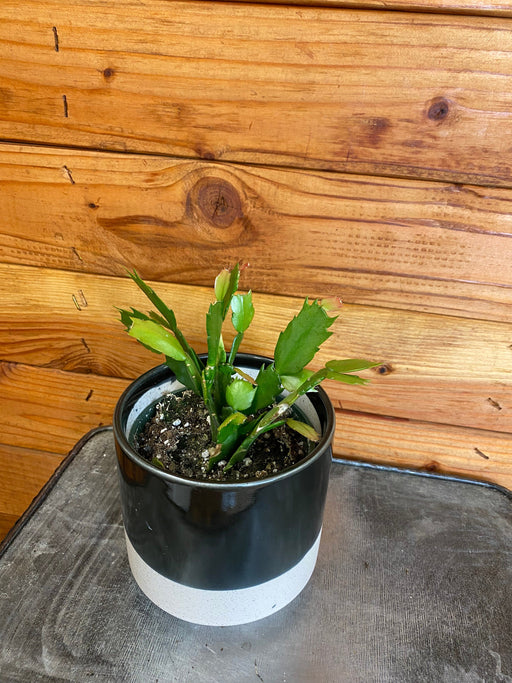 The Plant Farm® Houseplants Schlumbergera Holiday Cactus Salmon, 4" Plant