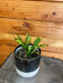 The Plant Farm® Houseplants Schlumbergera Holiday Cactus Salmon, 4" Plant