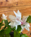 The Plant Farm® Houseplants Schlumbergera Holiday Cactus White, 2" Plant