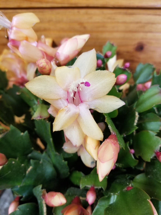 The Plant Farm® Houseplants Schlumbergera Holiday Cactus Yellow, 2" Plant