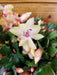 The Plant Farm® Houseplants Schlumbergera Holiday Cactus Yellow, 2" Plant