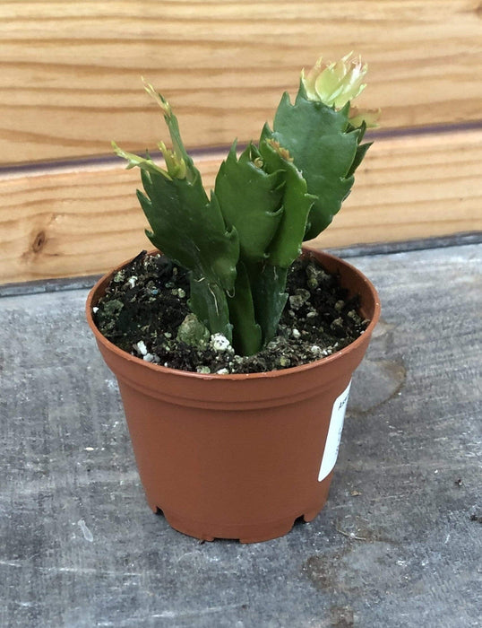 The Plant Farm® Houseplants Schlumbergera Holiday Cactus Yellow, 2" Plant