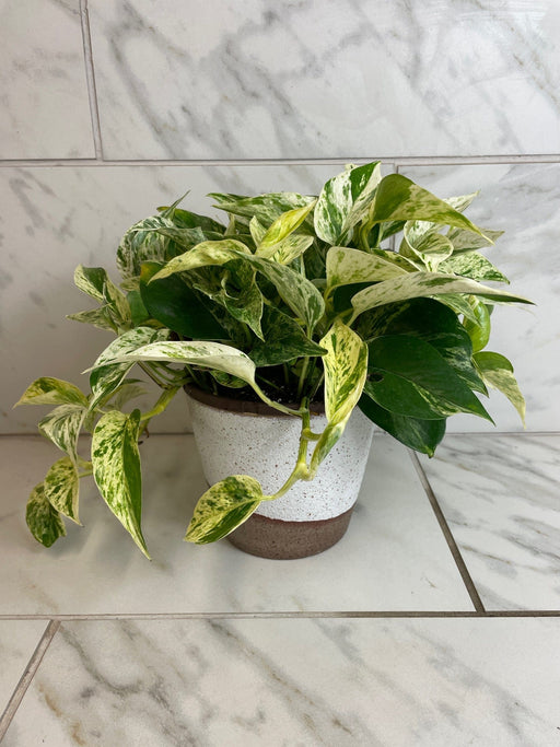 The Plant Farm® Houseplants Scindapsus Marble Prince, 6" Plant