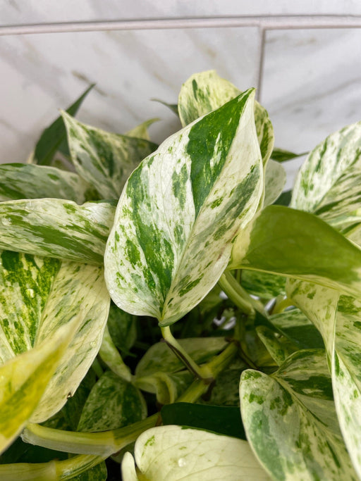 The Plant Farm® Houseplants Scindapsus Marble Prince, 6" Plant