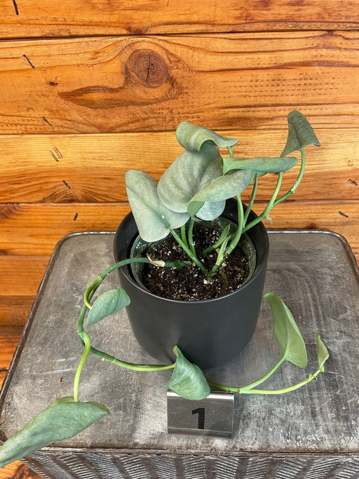 The Plant Farm® Houseplants Scindapsus Silver Hero - Pick Your Plant, 4" Plant