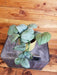 The Plant Farm® Houseplants Scindapsus Silver Hero - Pick Your Plant, 4" Plant