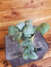 The Plant Farm® Houseplants Scindapsus Silver Hero - Pick Your Plant, 4" Plant