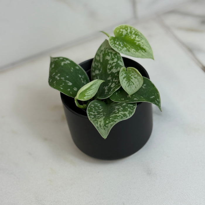 The Plant Farm® Houseplants Scindapsus Silvery Anne, 2" Plant