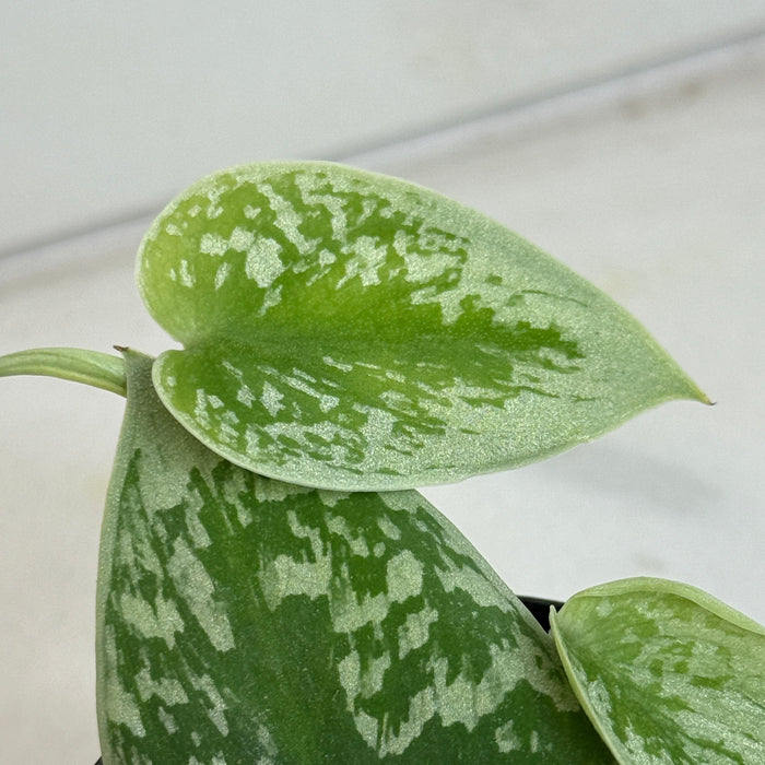 The Plant Farm® Houseplants Scindapsus Silvery Anne, 2" Plant