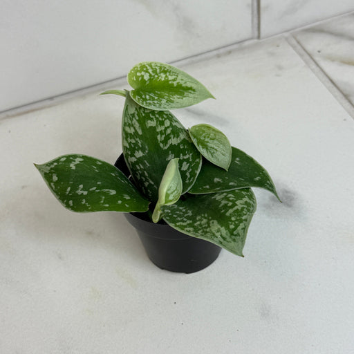 The Plant Farm® Houseplants Scindapsus Silvery Anne, 2" Plant