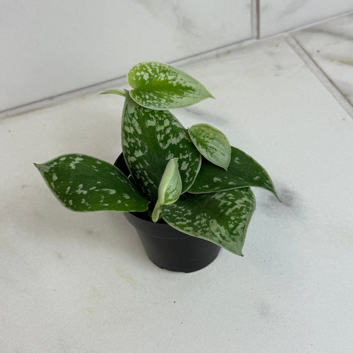 The Plant Farm® Houseplants Scindapsus Silvery Anne, 2" Plant