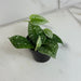 The Plant Farm® Houseplants Scindapsus Silvery Anne, 2" Plant