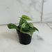 The Plant Farm® Houseplants Scindapsus Silvery Anne, 2" Plant