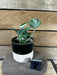 The Plant Farm® Houseplants Scindapsus Tattoo - Pick Your Plant, 4" Plant