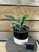 The Plant Farm® Houseplants Scindapsus Tattoo - Pick Your Plant, 4" Plant