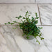 The Plant Farm® Houseplants Selaginella Fern Peacock, 2" Plant