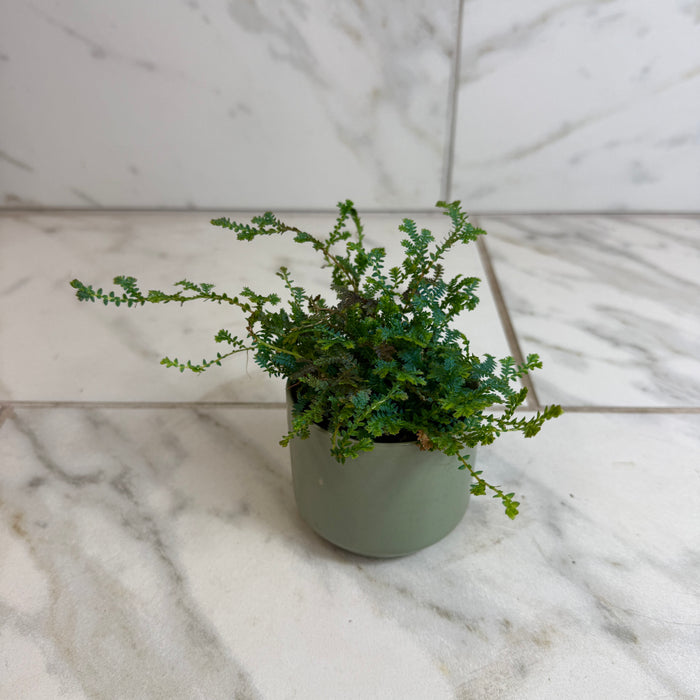 The Plant Farm® Houseplants Selaginella Fern Peacock, 2" Plant