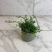 The Plant Farm® Houseplants Selaginella Fern Peacock, 2" Plant