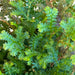 The Plant Farm® Houseplants Selaginella Fern Peacock, 2" Plant