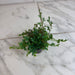 The Plant Farm® Houseplants Selaginella Fern Peacock, 2" Plant