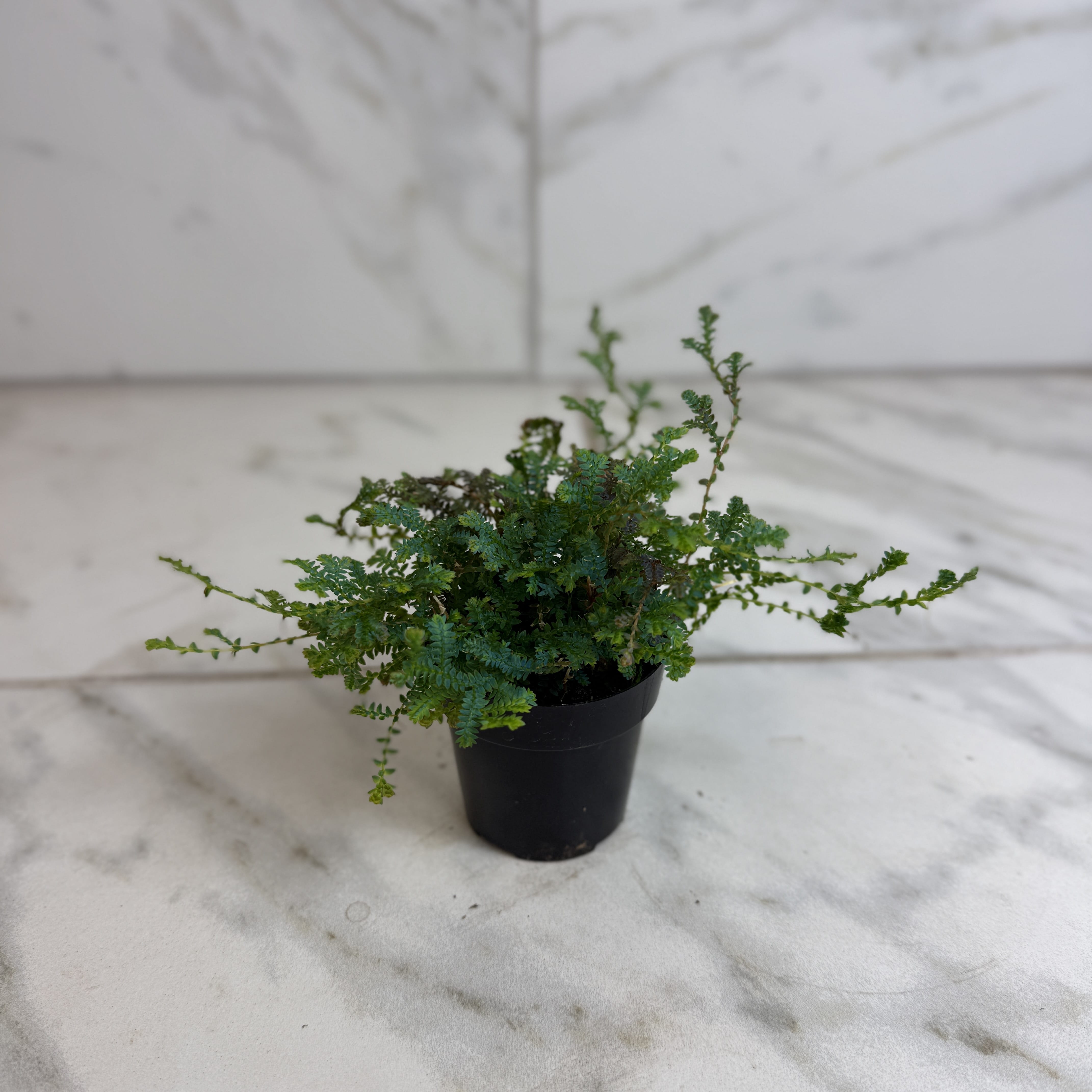 small fern house plants Selaginella Fern Peacock, 2" Plant — The Plant Farm®