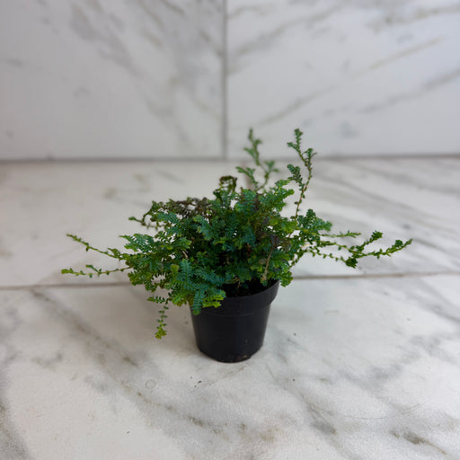 The Plant Farm® Houseplants Selaginella Fern Peacock, 2" Plant