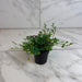 The Plant Farm® Houseplants Selaginella Fern Peacock, 2" Plant