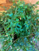 The Plant Farm® Houseplants Selaginella Fern Peacock, 6" Plant