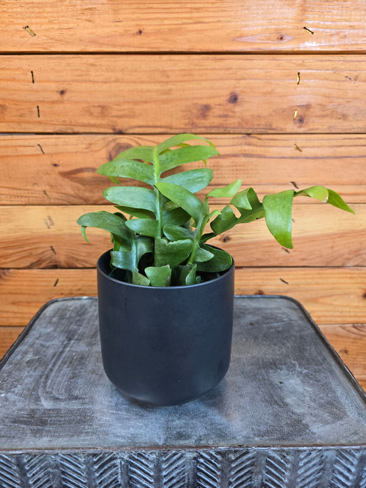 succulent that looks like a fern Selenicereus chrysocardium Fernleaf Cactus, 4" Plant — The Plant Farm®