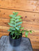 The Plant Farm® Houseplants Selenicereus chrysocardium Fernleaf Cactus, 4" Plant