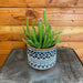 The Plant Farm® Houseplants Selenicereus Dog Tail Cactus, 4" Plant