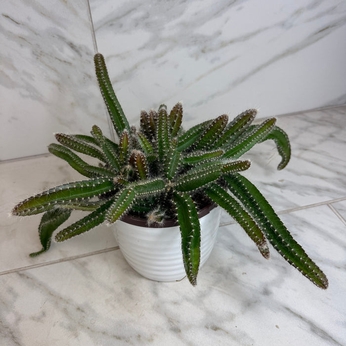 The Plant Farm® Houseplants Selenicereus Dog Tail Cactus, 6" Plant